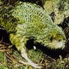 the fabulous kakapo
